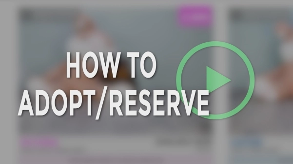 how-to-adopt-reserve